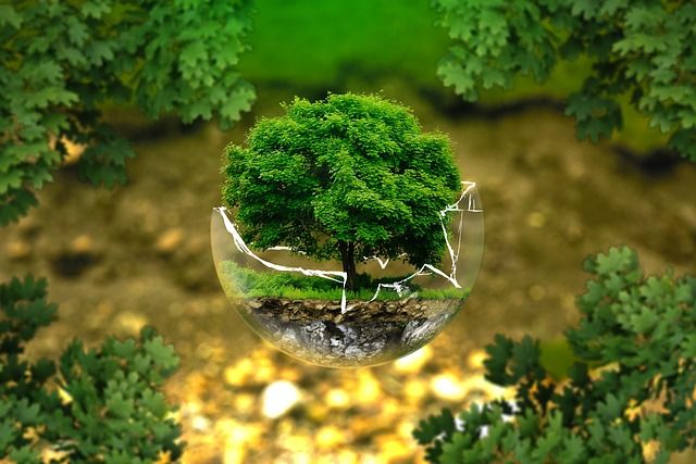 Terapia Bioenergética arbol burbuja